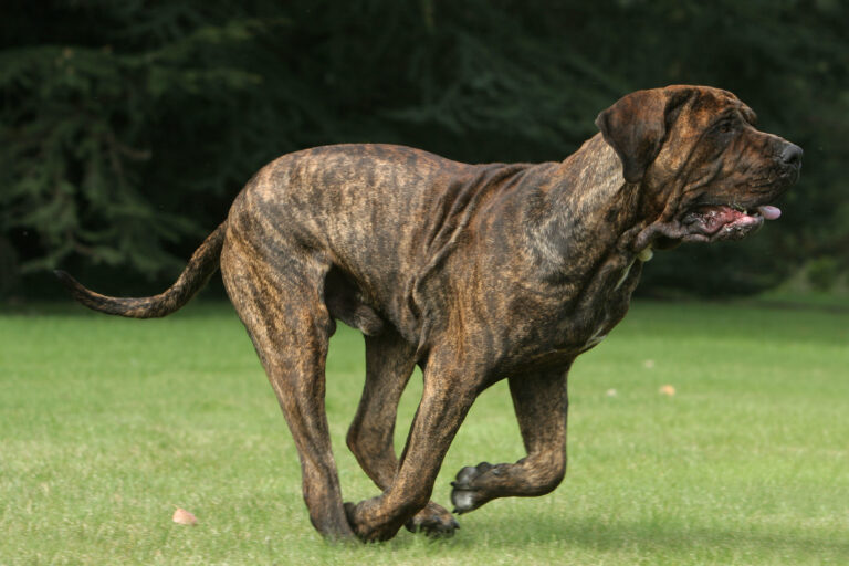 Un Fila Brasileiro en pleine course.