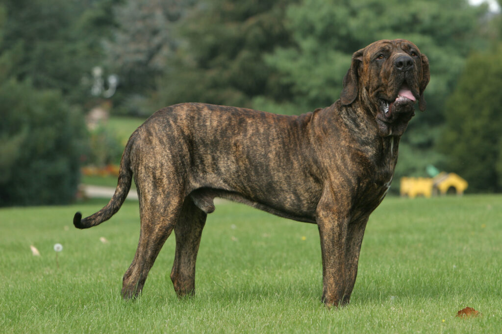 Un magnifique Fila Brasileiro