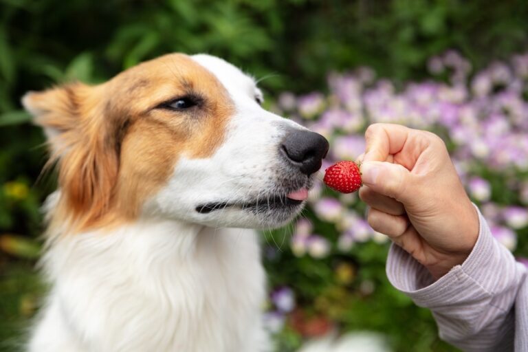 Un maître donne une fraise à son chien