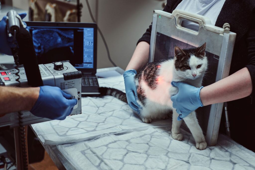 La radiographie peut détecter une hernie discale chez le chat.