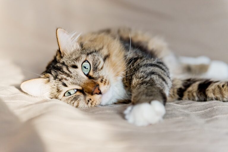 Il existe une journée internationale dédiée aux chats