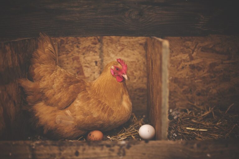 Qu'est-ce que mange une poule pondeuse ?