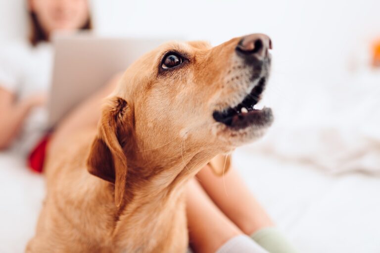 Aboiement d'un chien dans un appartement