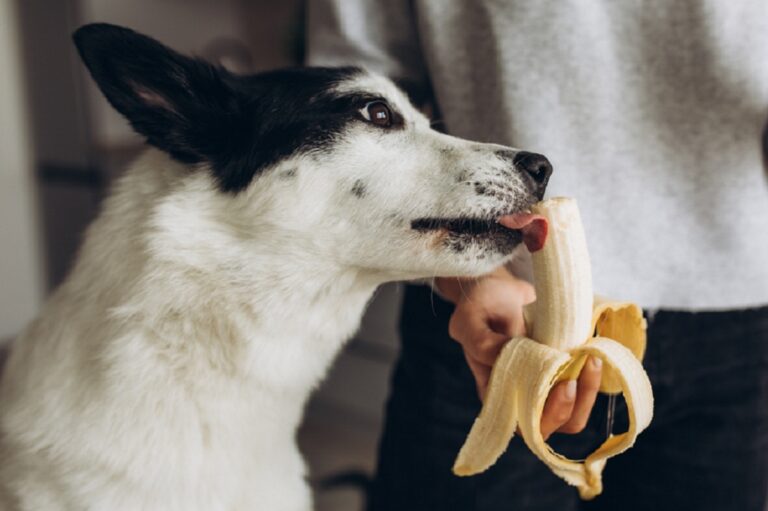 Un chien dévorant une banane