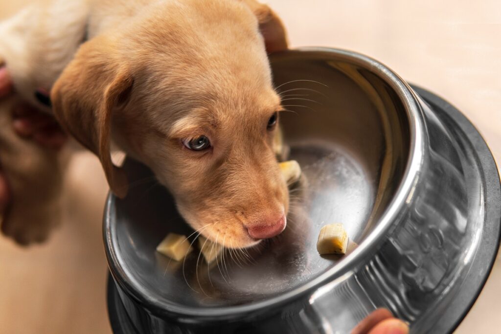 Un chiot mange des bananes tranchées