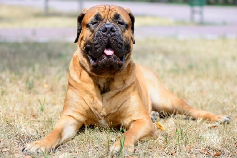 un chien bandog