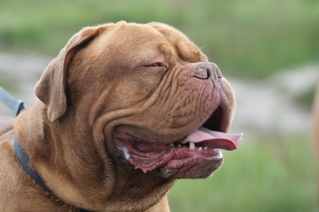 un bandog heureux