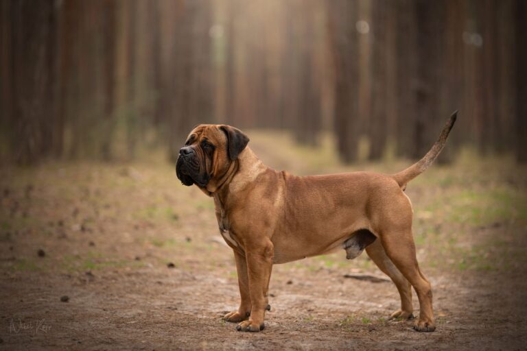 Boerboel : énorme chien sud-africain