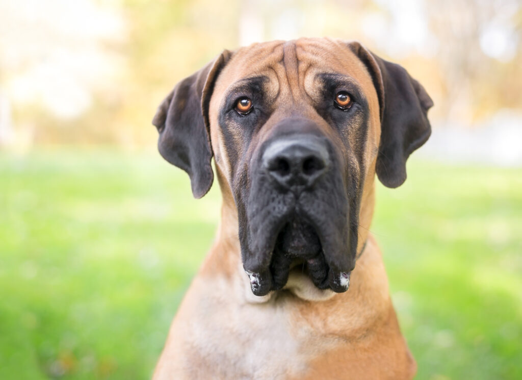 Portrait d'un Boerboel