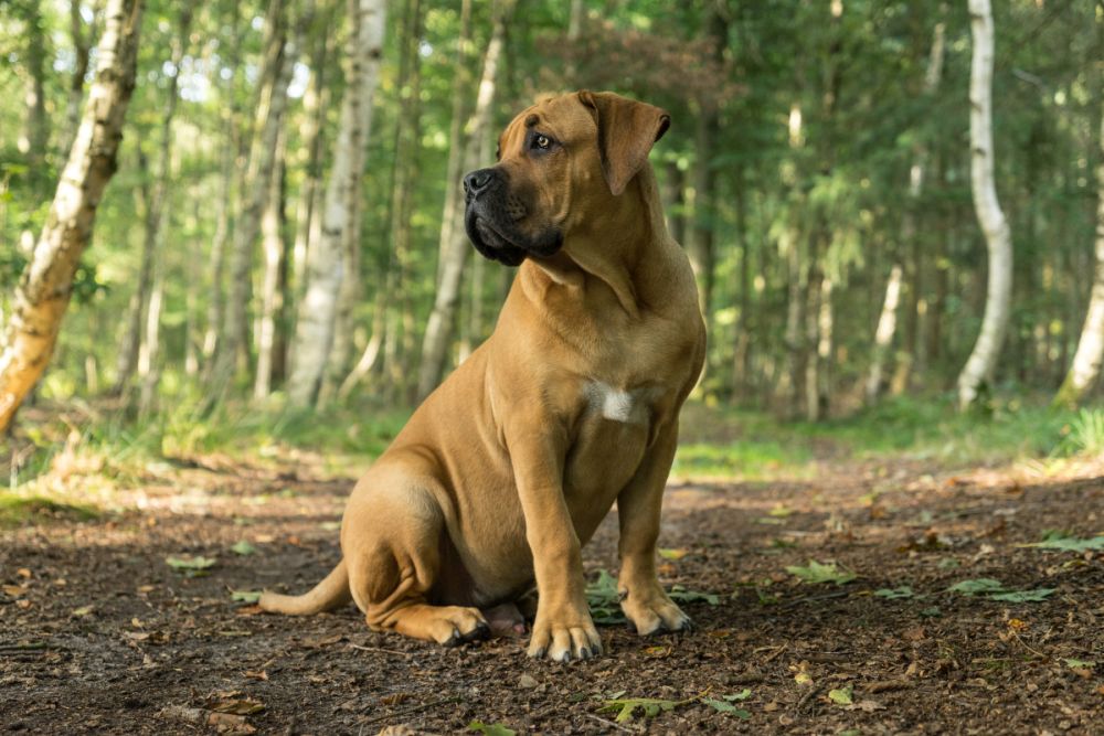 Un chiot Boerboel