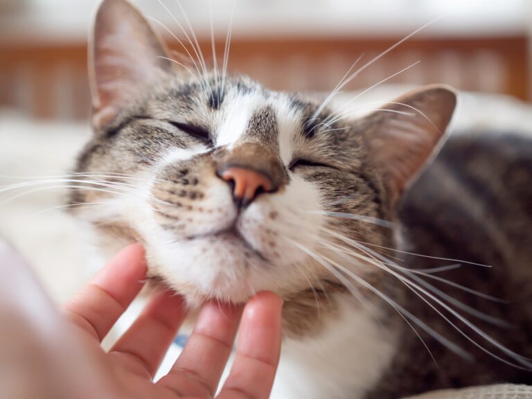 Caresser un chat sous le menton est très agréable