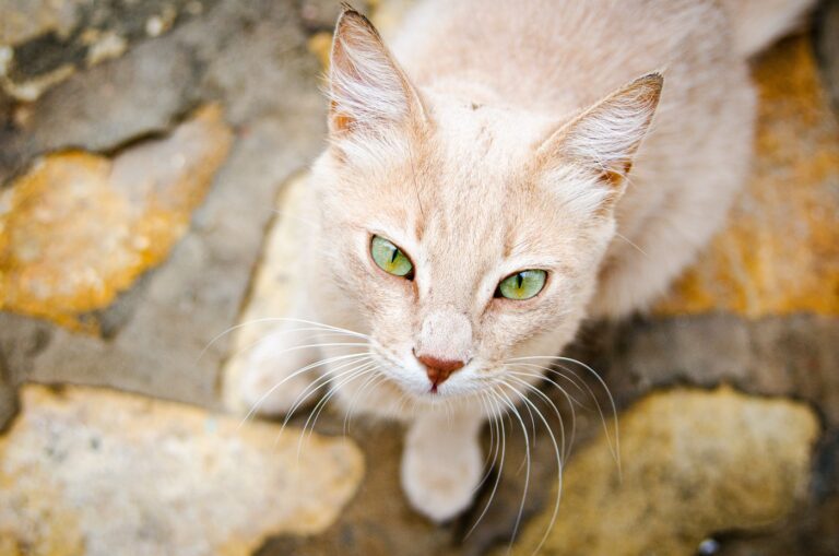 Un chat comme il aurait pu exister à l'Égypte antique.