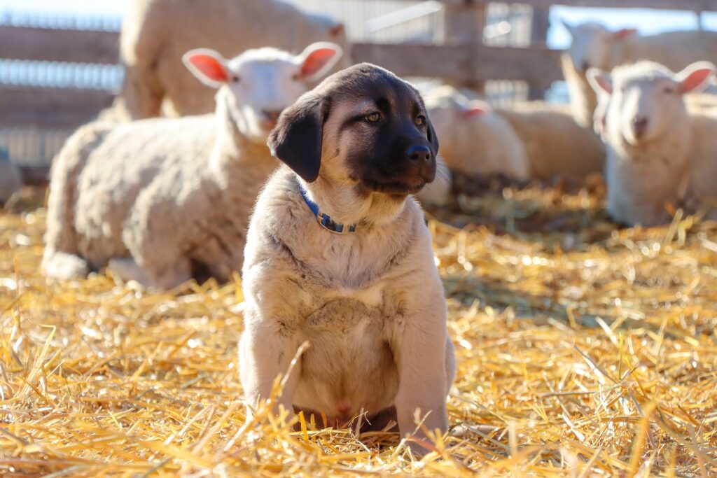 chien de berger Kangal