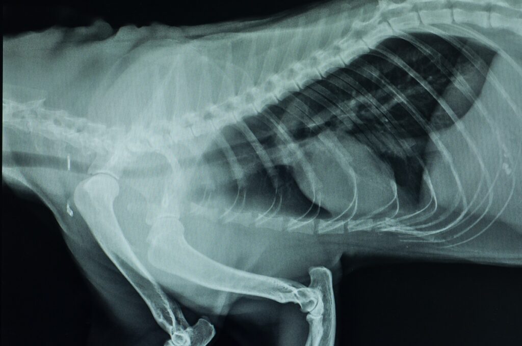 radiographie d'un chien atteint de collapsus trachéal