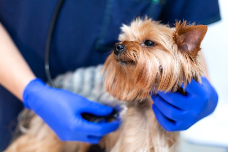 collapsus trachéal chez un chien