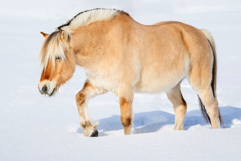 Un cheval Fjord