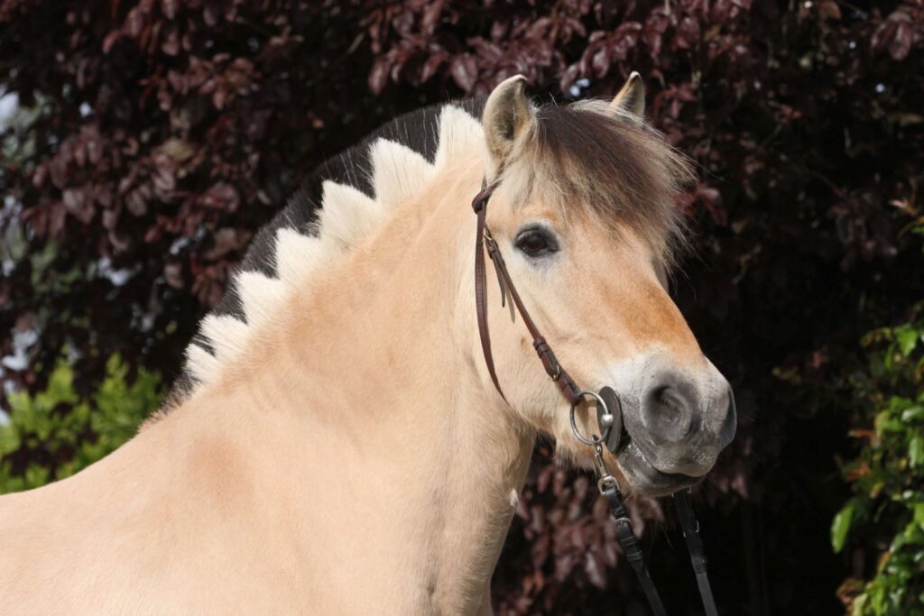 Les chevaux Fjords ont une crinière noire et blanche