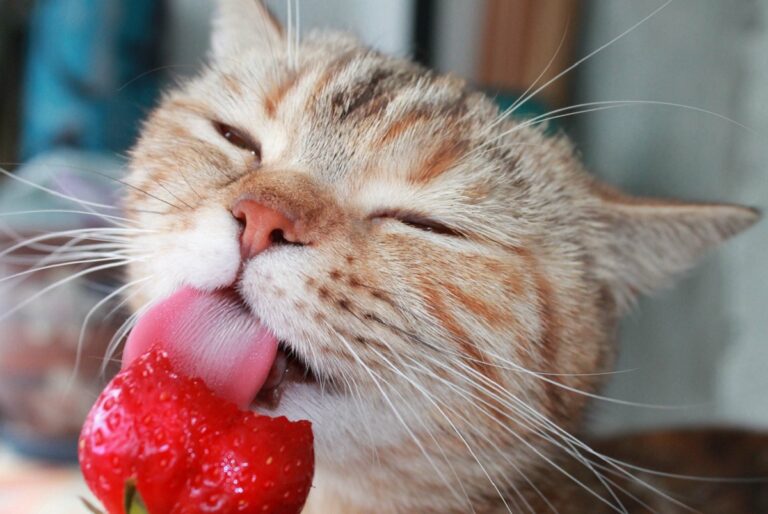 Un chat mangeant une fraise