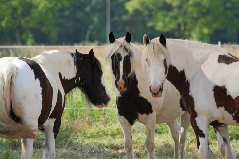 irish cob dans la prairie