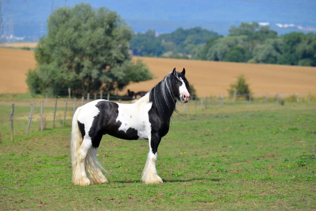 un irish cob seul