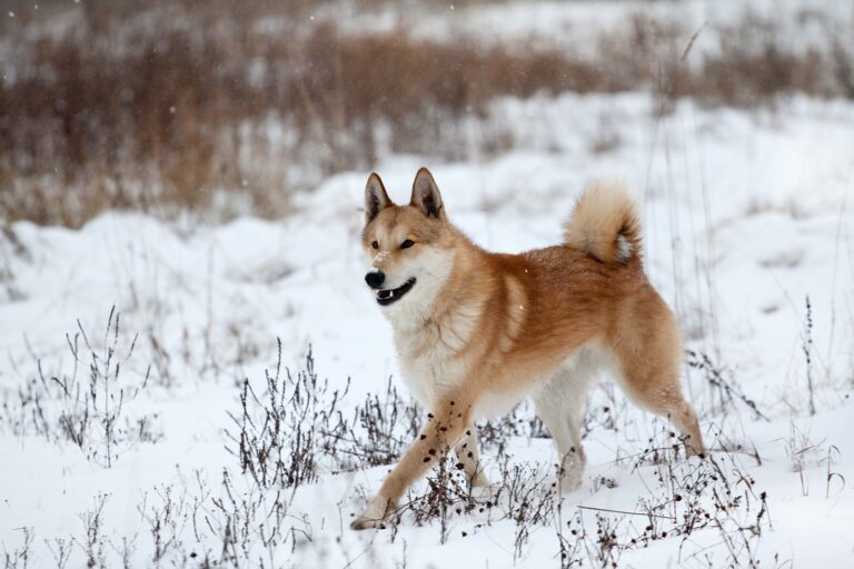 un chien laika