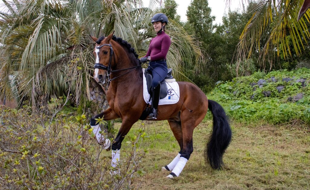 lusitanien avec son cavalier