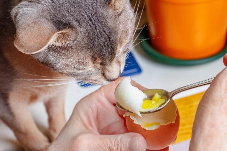 Un chat qui mange un œuf