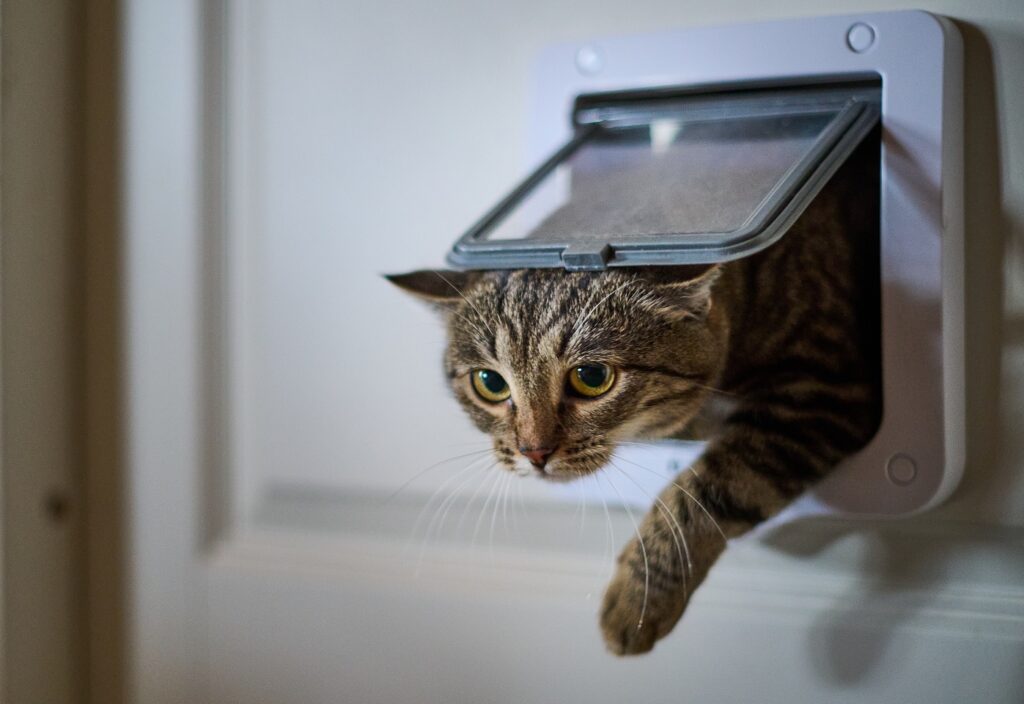 Faire pucer son chat pour qu'il passe par la chatière