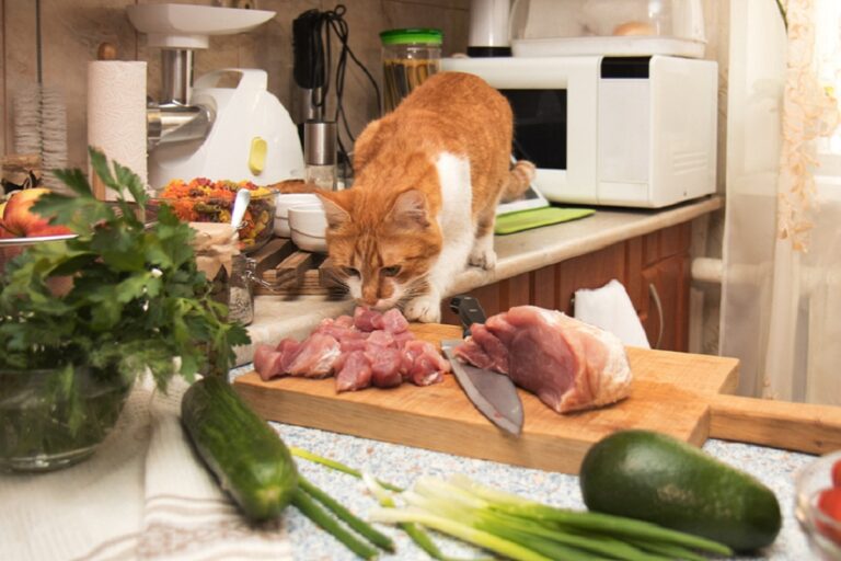 Un chat qui examine la recette préparée pour lui