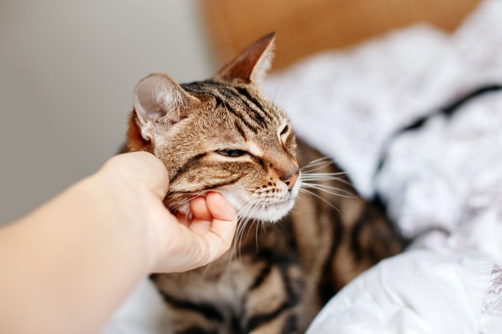 Les rêves de chat diffèrent selon la personne