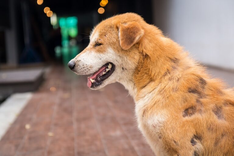 Photo d'un chien atteint de teigne