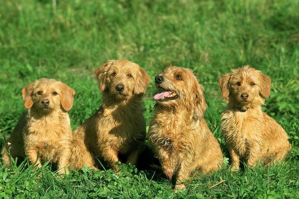 Groupe de Bassets Fauve de Bretagne dans l'herbe