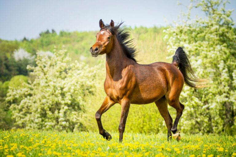 Un fier cheval arabe