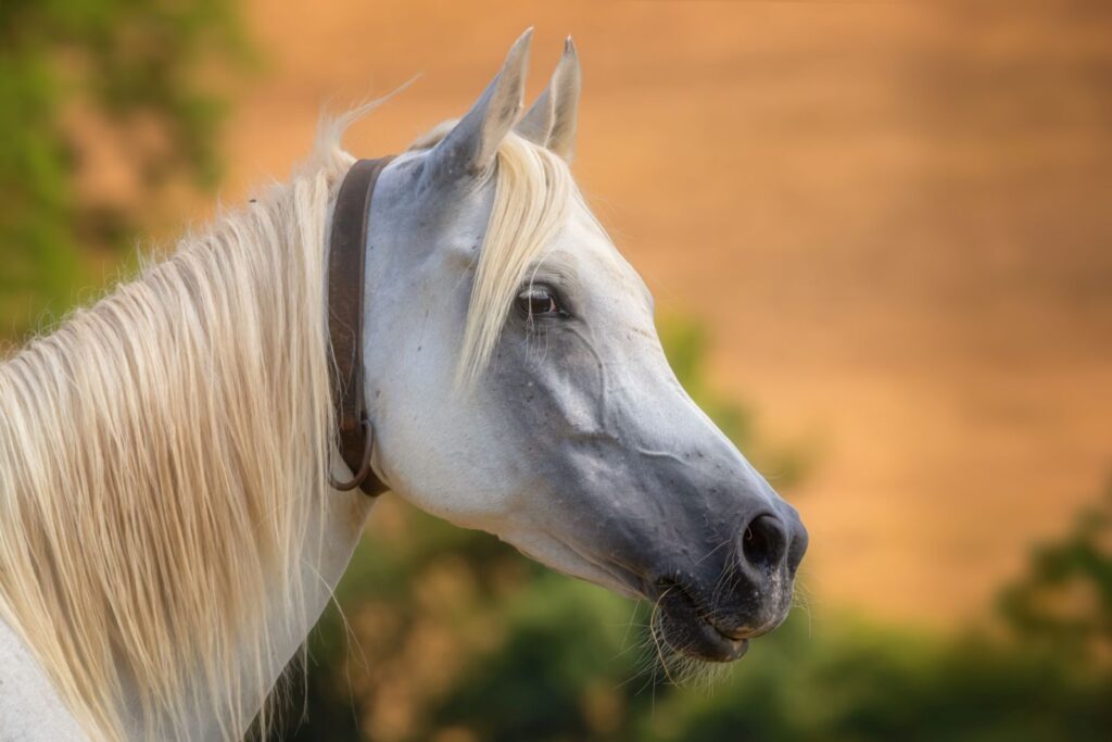 Le cheval arabe existe dans de nombreuses couleurs