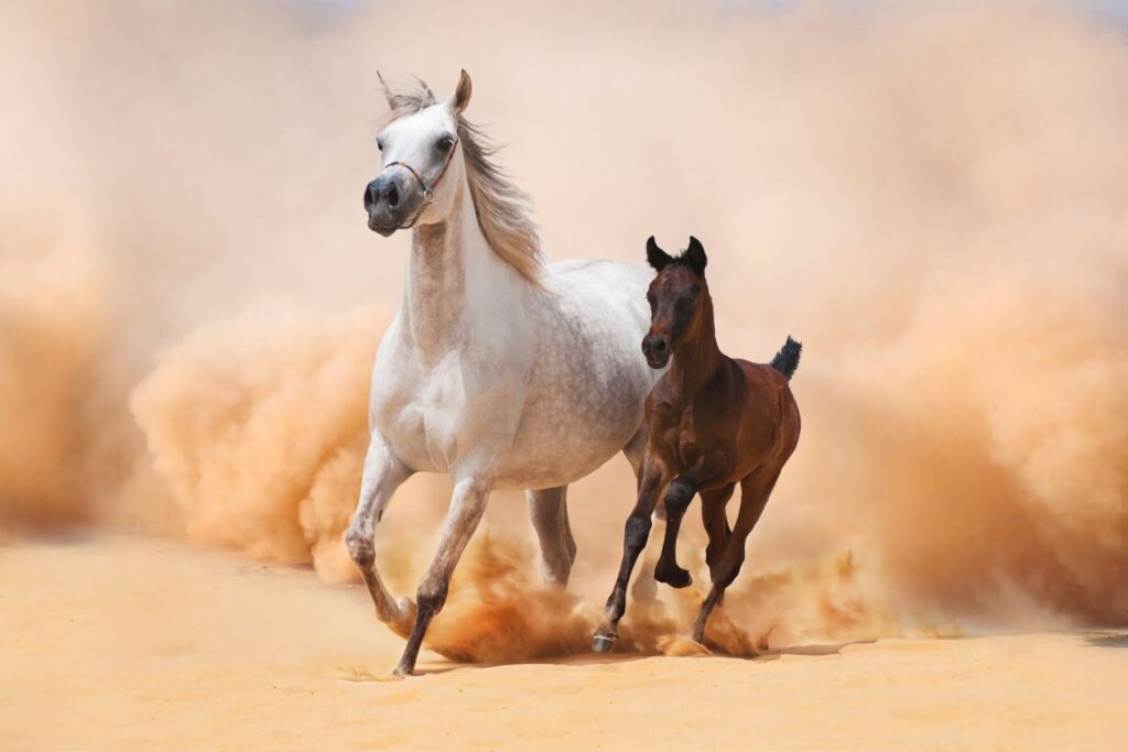 Cheval arabe et poulain dans le désert