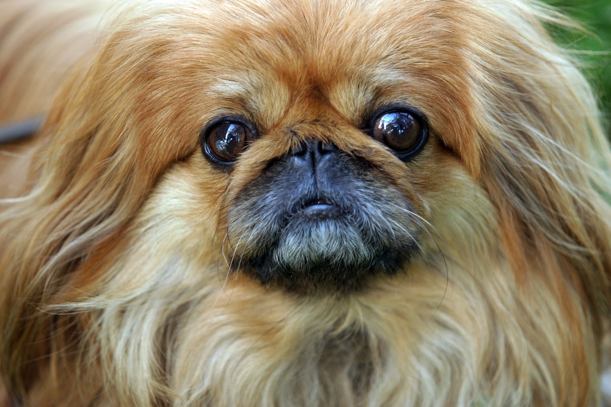 chien pékinois bracycéphale