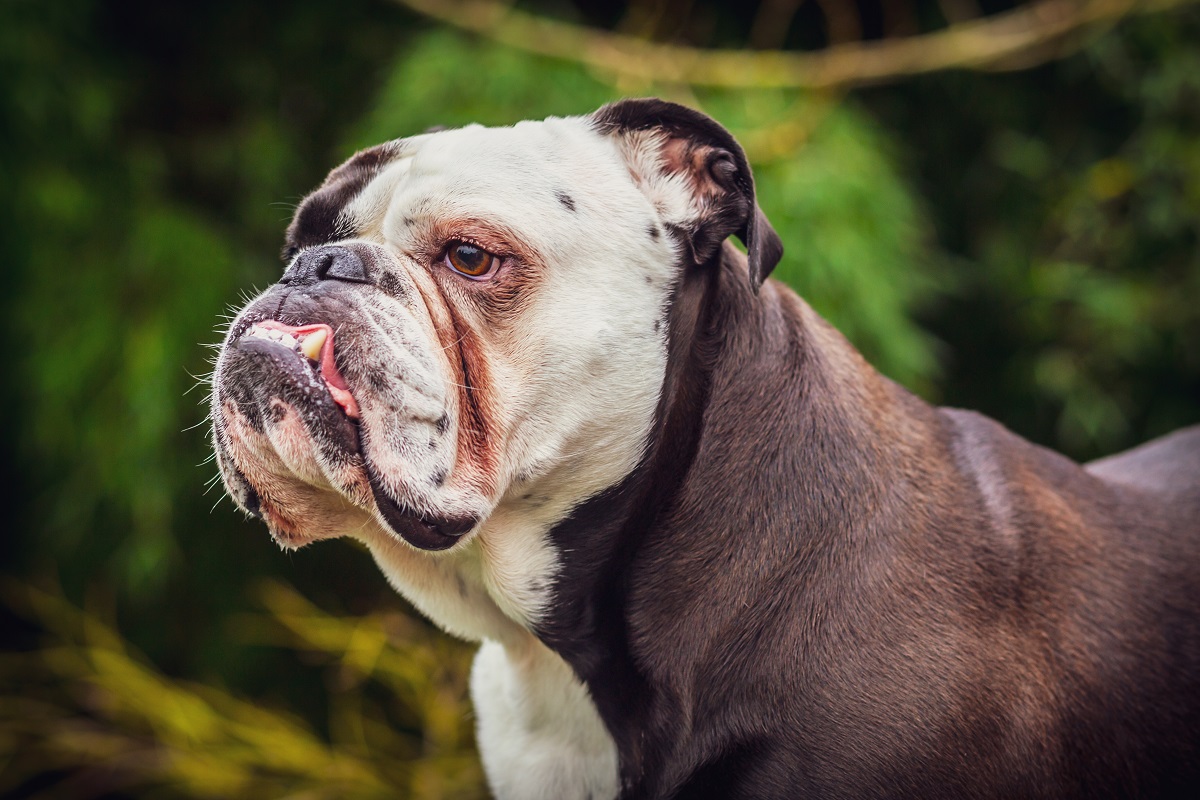 chien bouledogue anglais bracycéphale