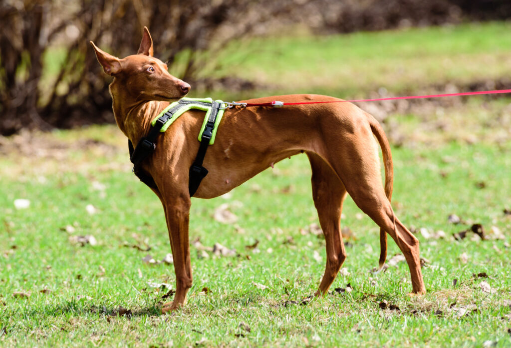 la race chien du pharaon