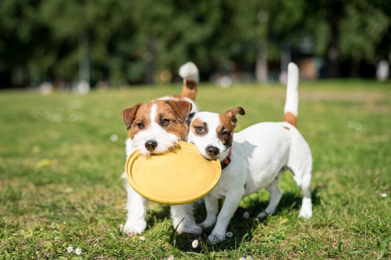 deux chiens hyperactifs