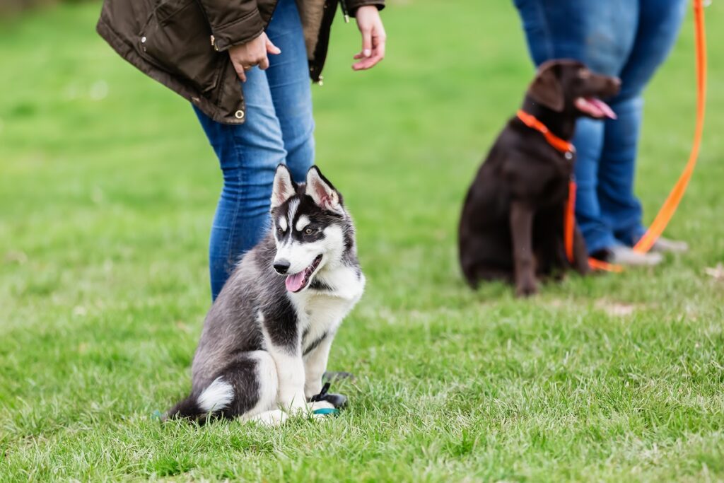 chien HSHA dans un parc