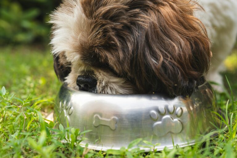 chien qui mange du concombre