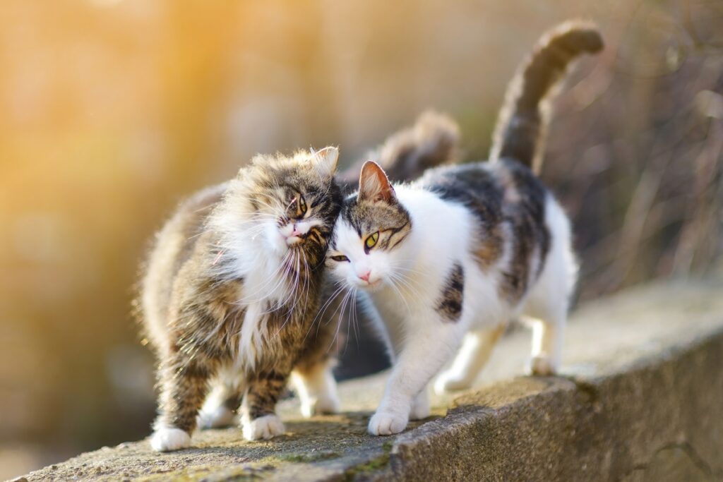 La gale du chat peut se transmettre d'un chat à l'autre