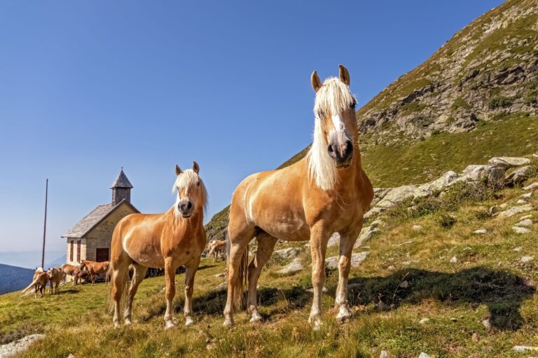 Haflinger : poney originaire des Alpes