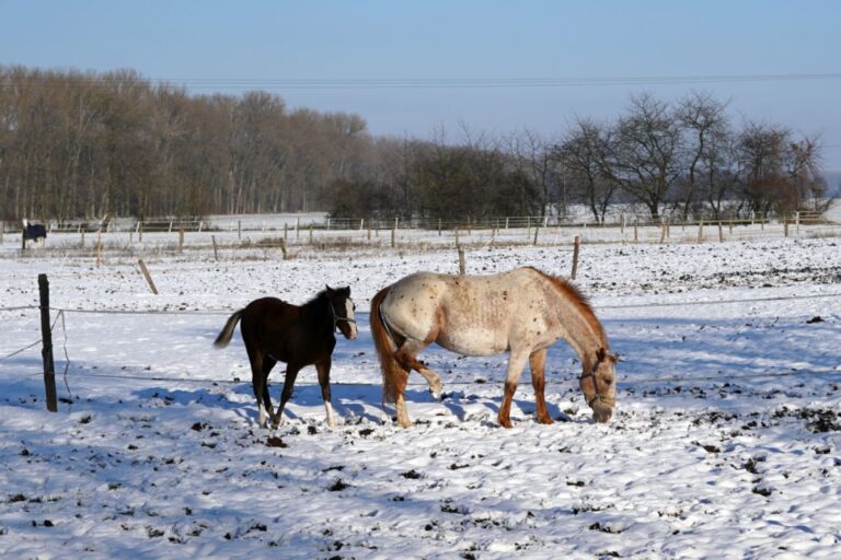 Un cheval qui souffre de harper australien