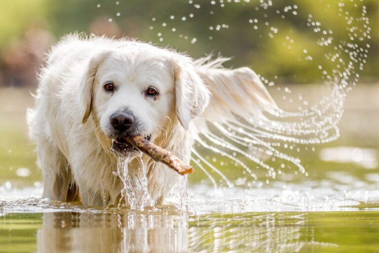 Un chien qui se baigne dans un lac du Baden-Württemberg