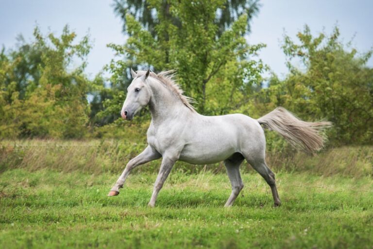 lipizzan galopant