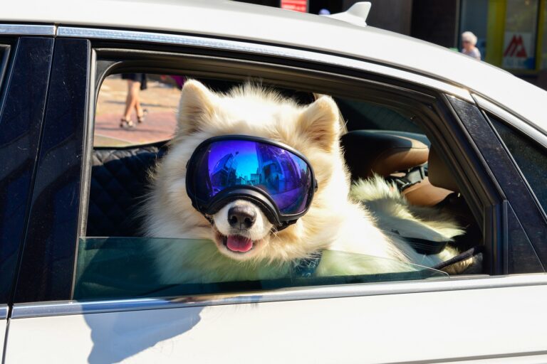 lunettes pour chien