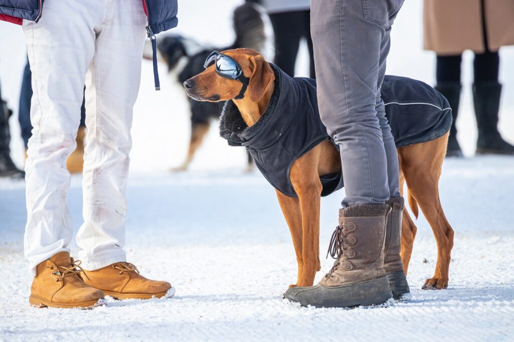 chien avec des lunettes de soleil