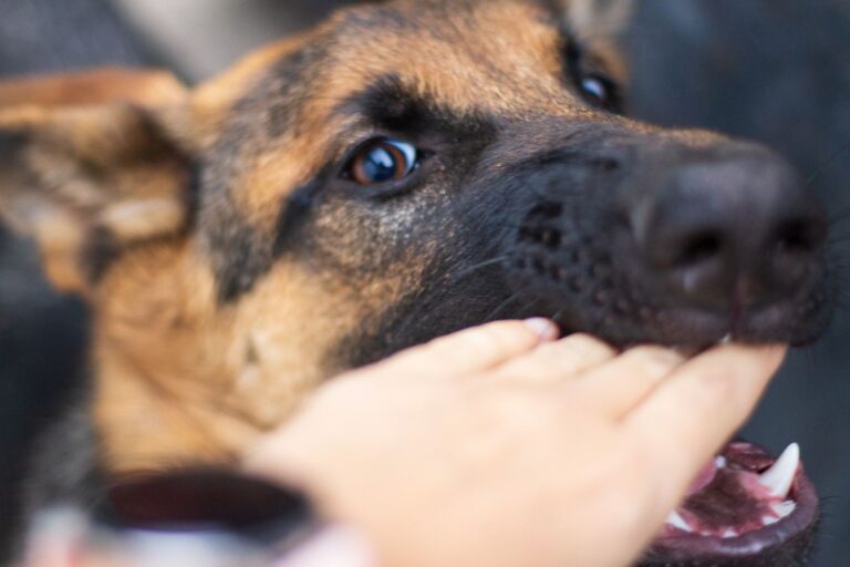 Morsure d'une main par un chien