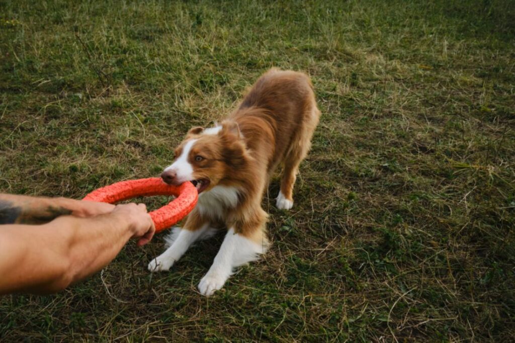 Morsure d'un chien sur un jouet en plastique